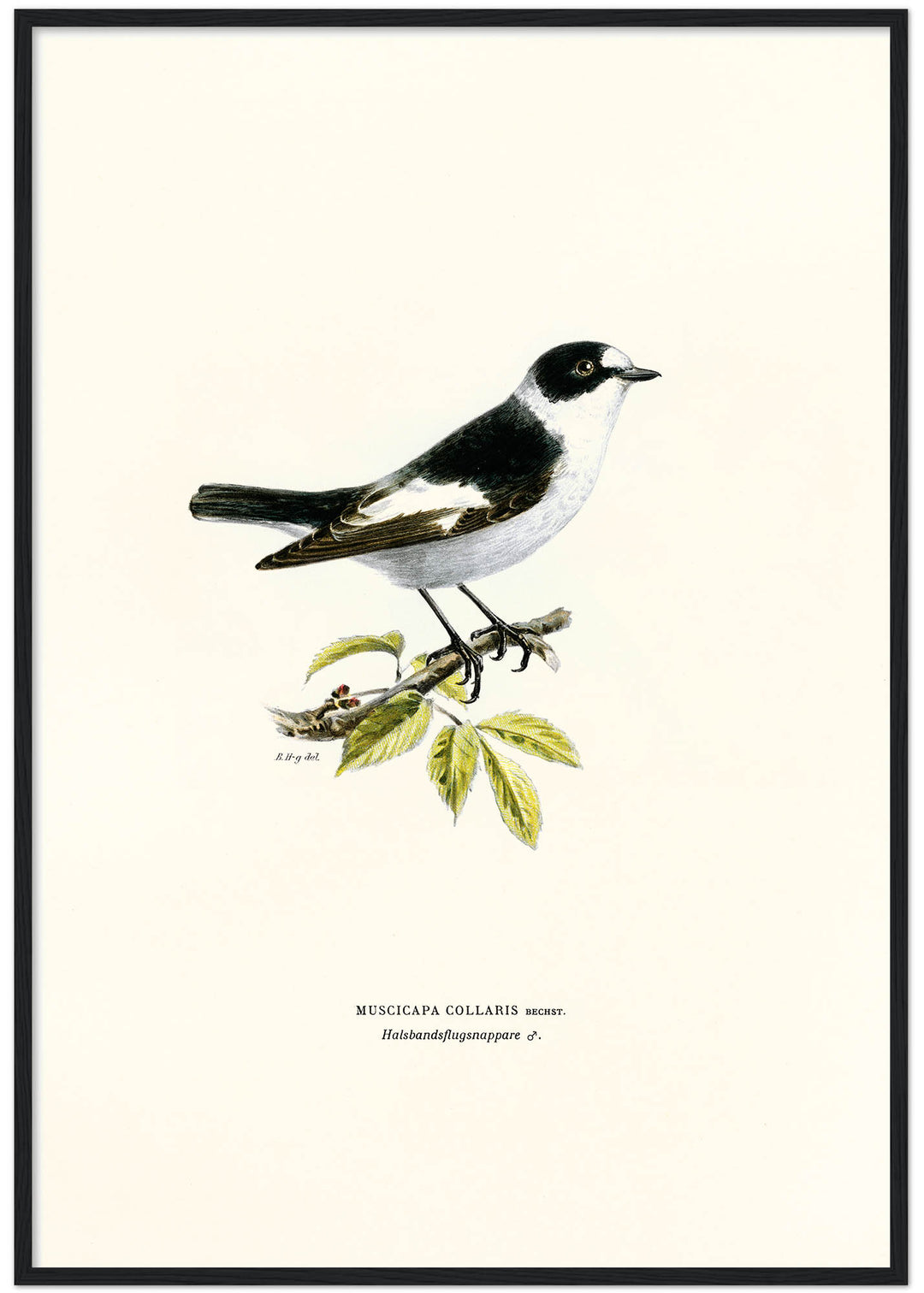 Fågeln Halsbandsflugsnappare på klassisk vintage poster/affisch