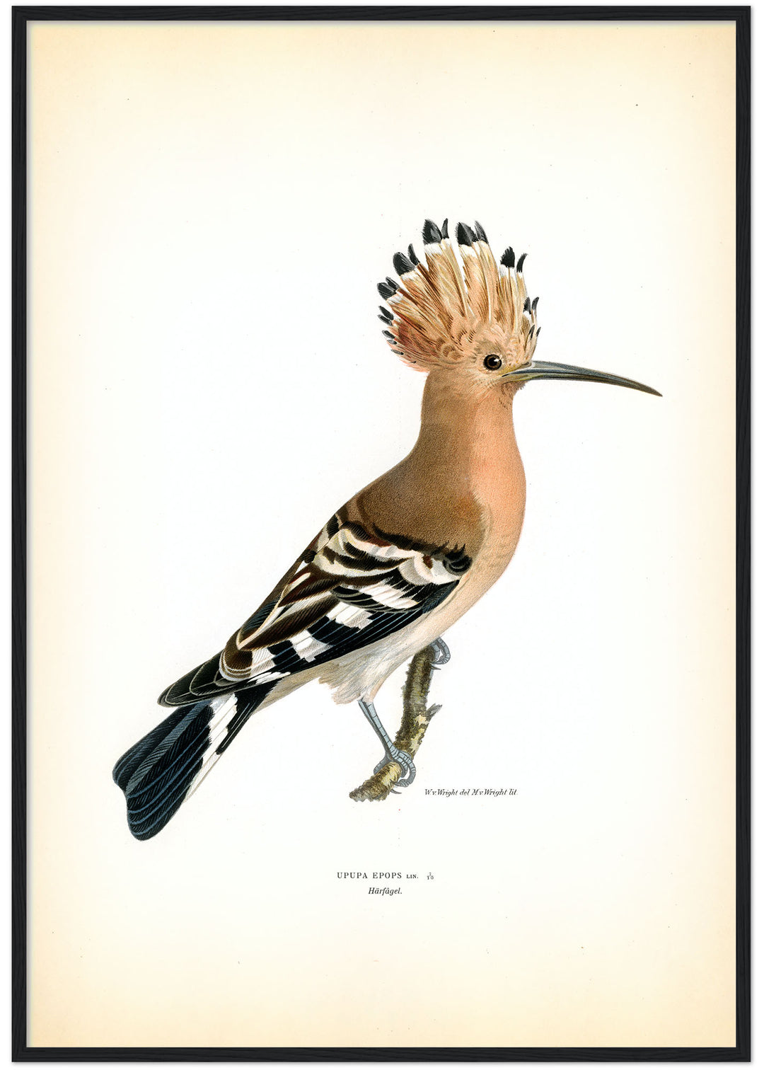 Fågeln Härfågel på klassisk vintage poster/affisch
