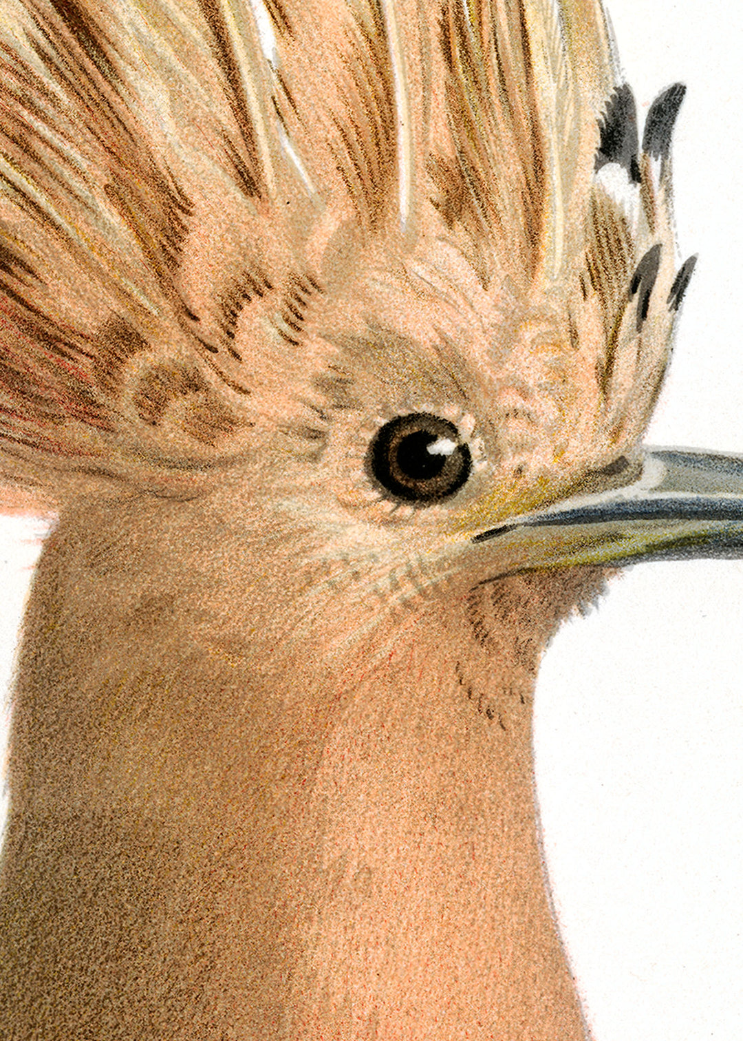 Fågeln Härfågel på klassisk vintage poster/affisch