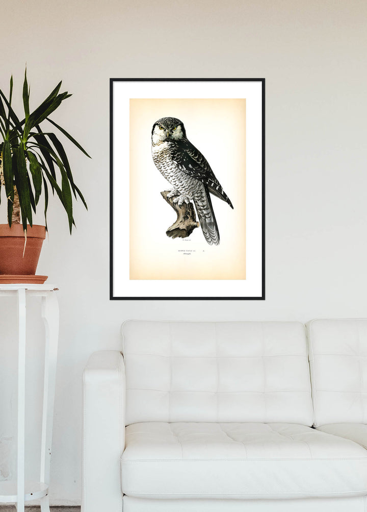 Fågeln Hökuggla på klassisk vintage poster/affisch