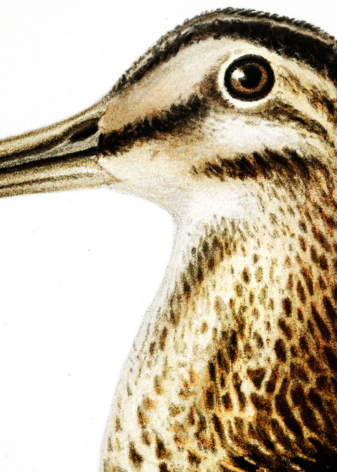 Fågeln Horsgök, enkelbeckasin på klassisk vintage poster/affisch