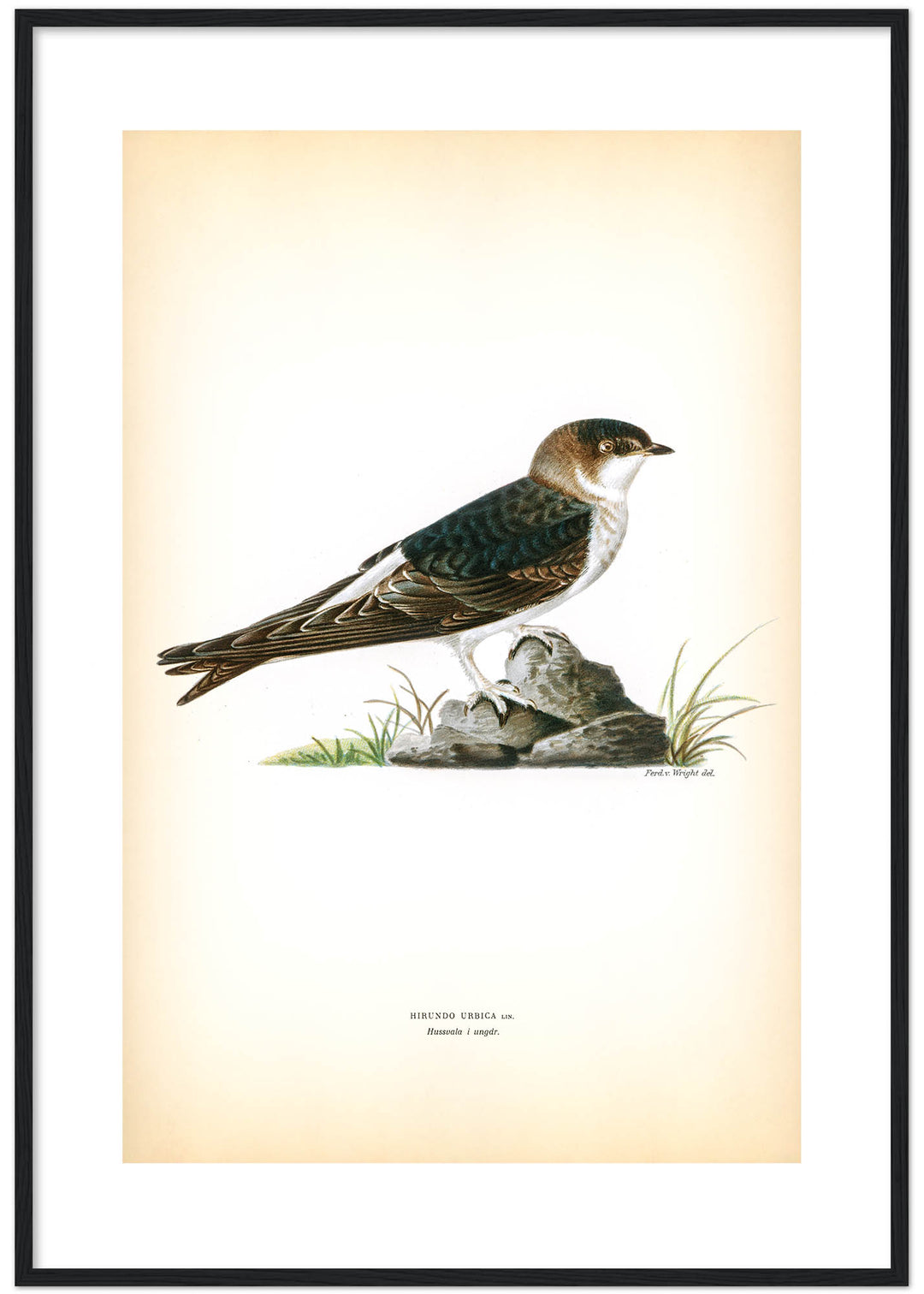 Fågeln Hussvala, ung på klassisk vintage poster/affisch