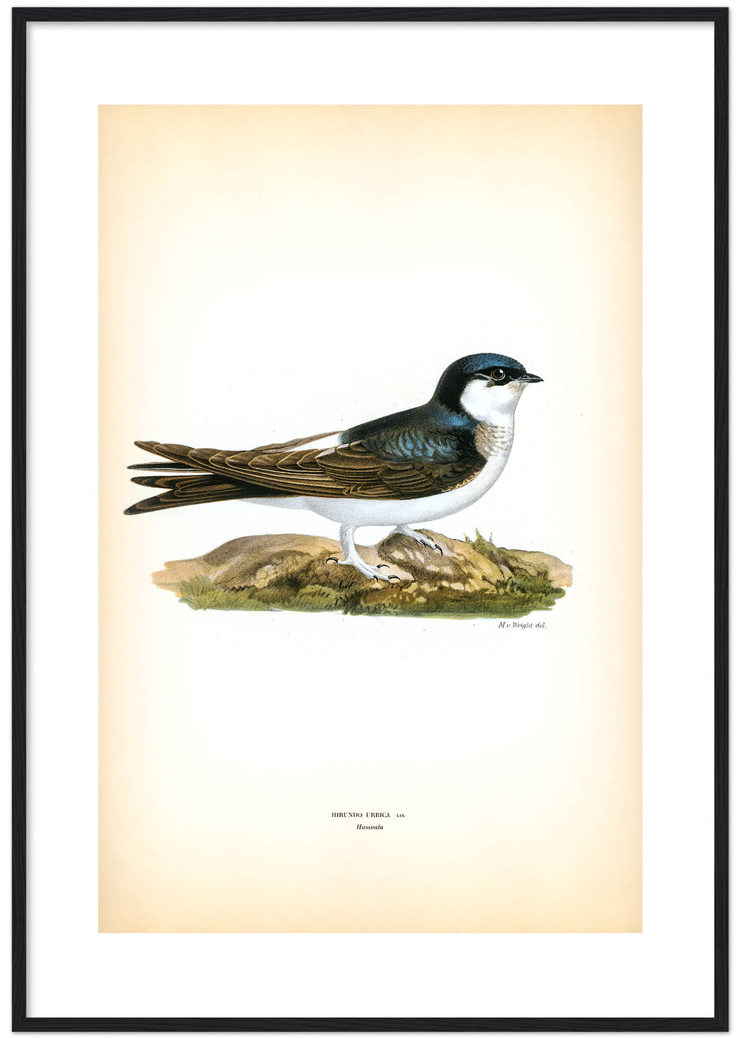 Fågeln Hussvala på klassisk vintage poster/affisch