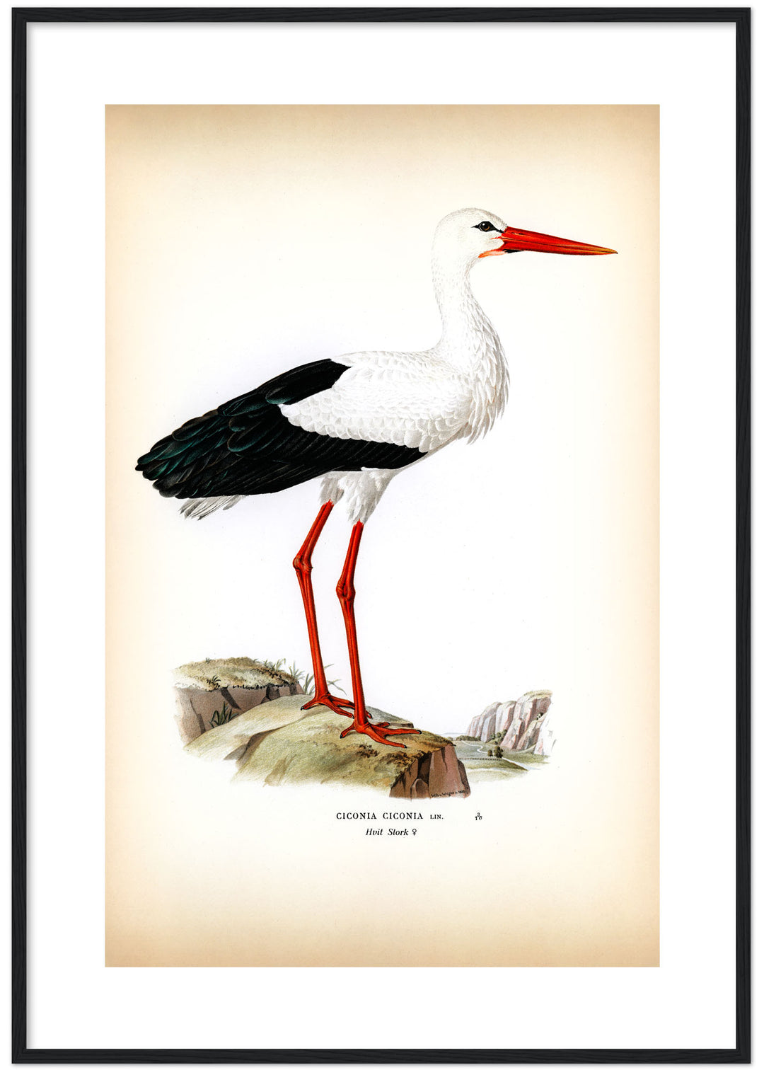 Fågeln Hvit stork på klassisk vintage poster/affisch