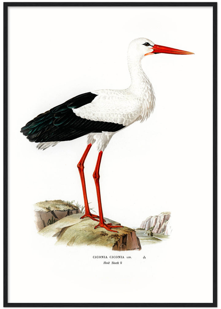 Fågeln Hvit stork på klassisk vintage poster/affisch