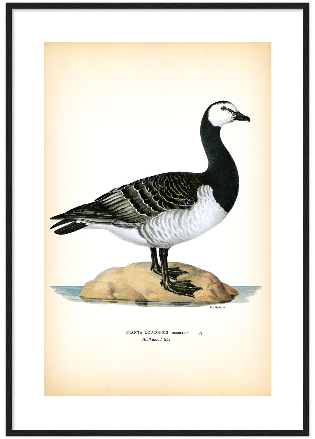 Fågeln Hvitkindad gås på klassisk vintage poster/affisch
