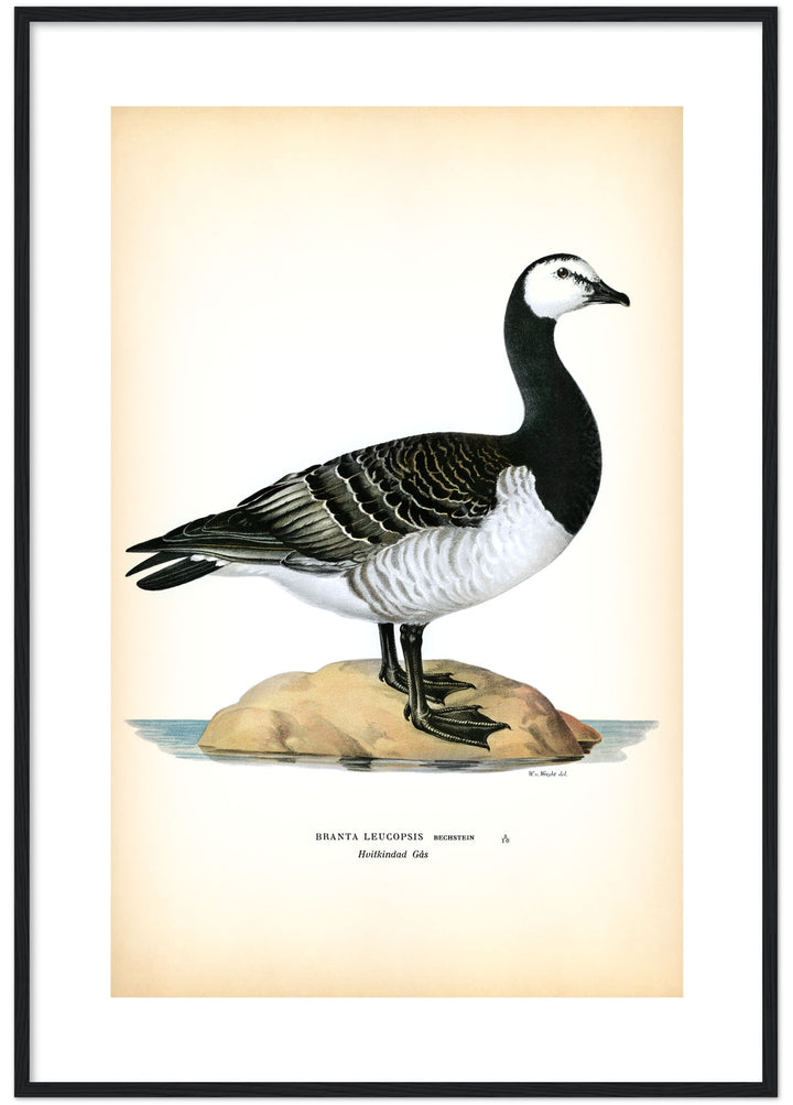 Fågeln Hvitkindad gås på klassisk vintage poster/affisch