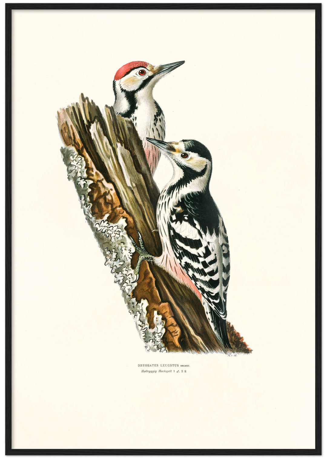 Fågeln Hvitryggad hackspett på klassisk vintage poster/affisch