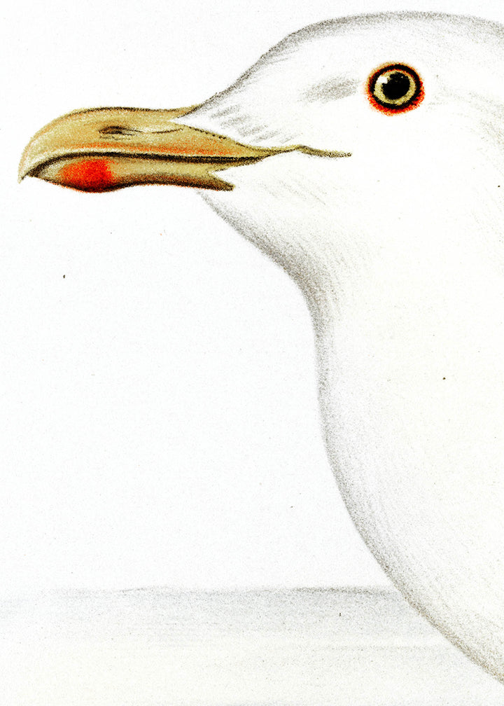 Fågeln Hvittrut, hane på klassisk vintage poster/affisch