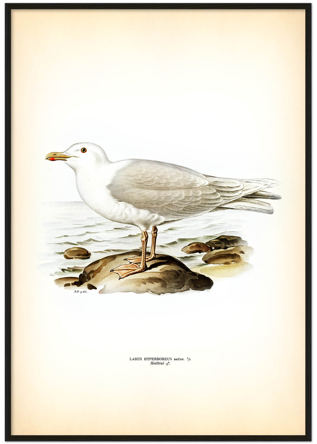 Fågeln Hvittrut, hane på klassisk vintage poster/affisch