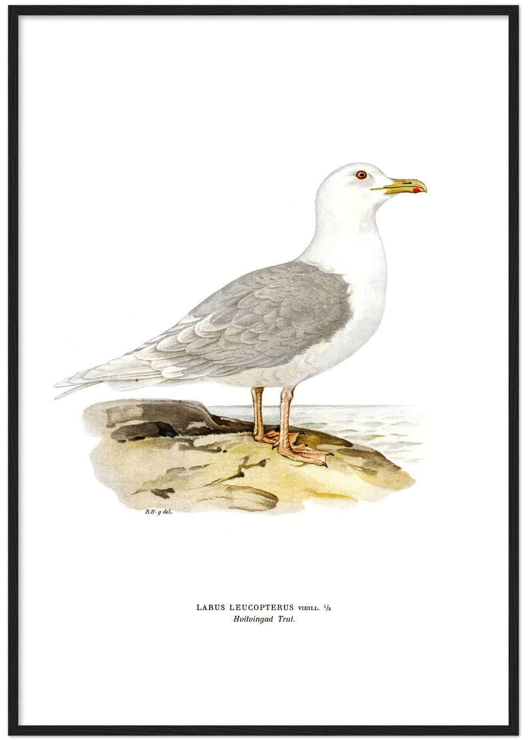 Fågeln Hvitvingad trut på klassisk vintage poster/affisch
