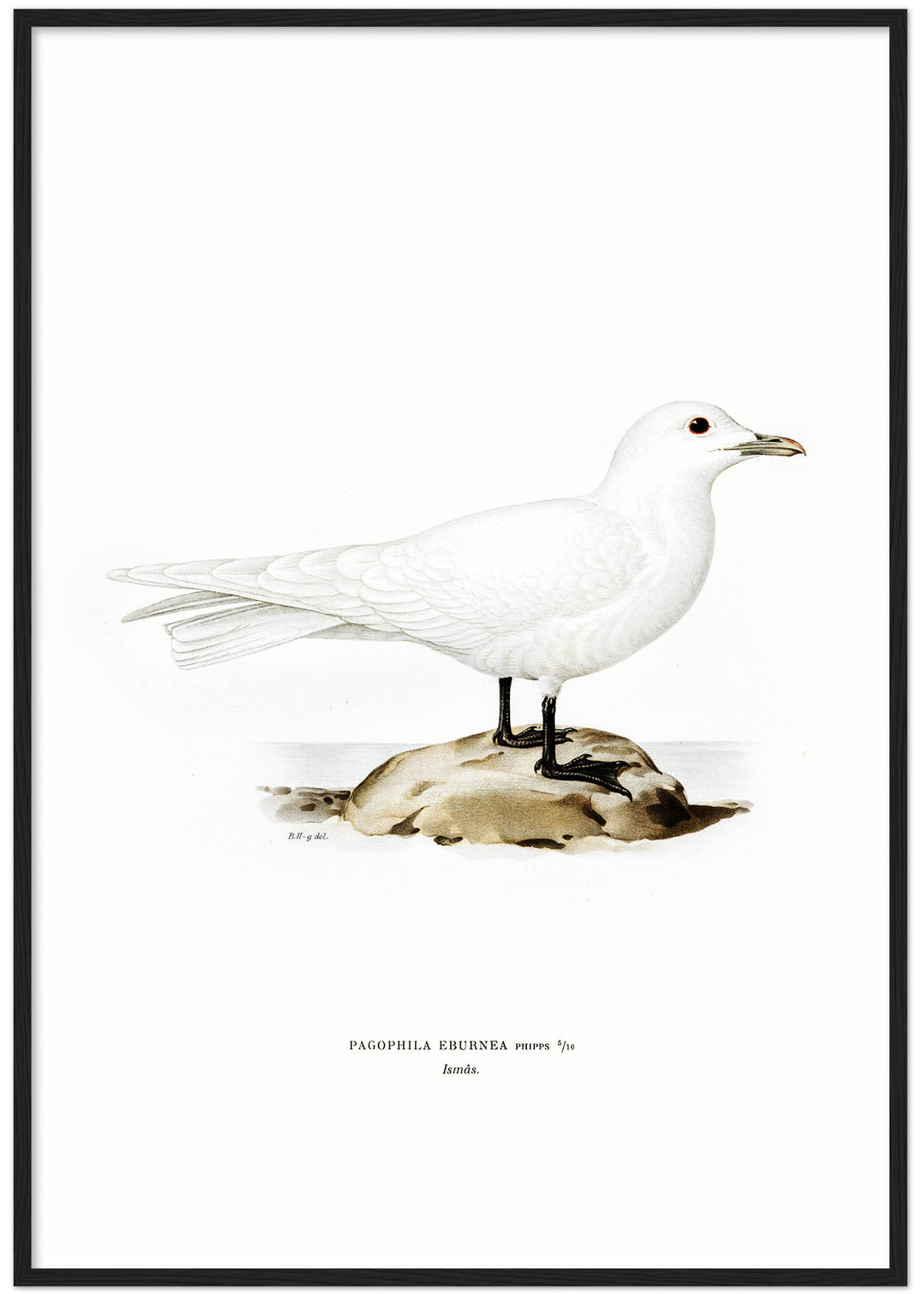 Fågeln Ismås på klassisk vintage poster/affisch