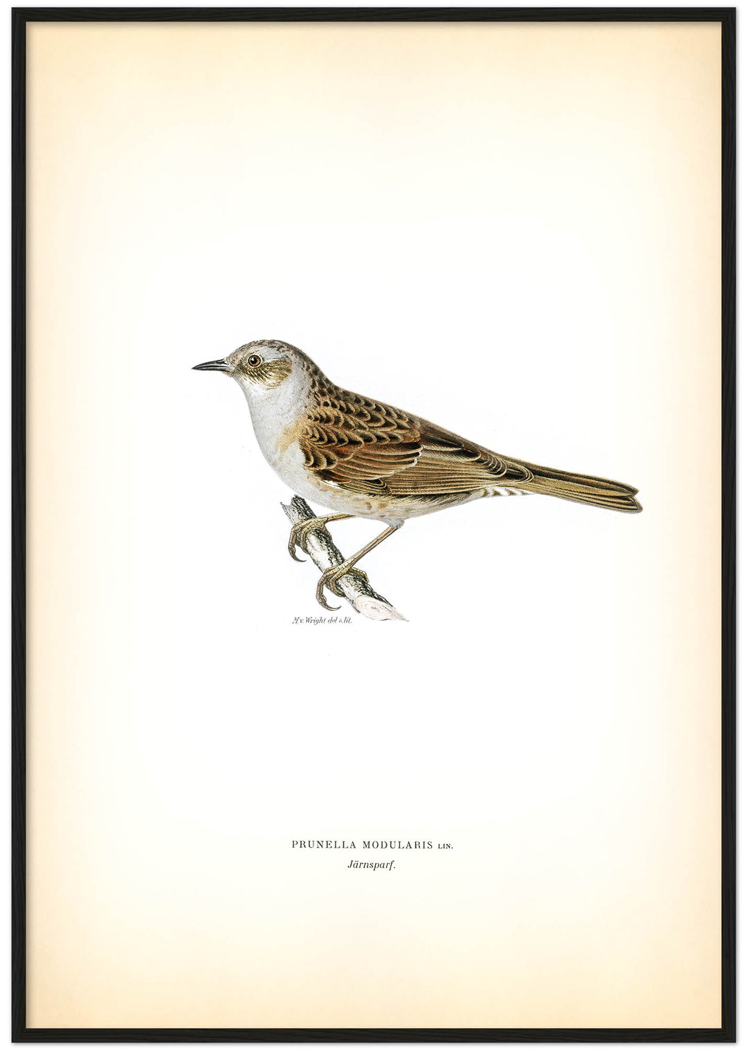 Fågeln Järnsparf på klassisk vintage poster/affisch