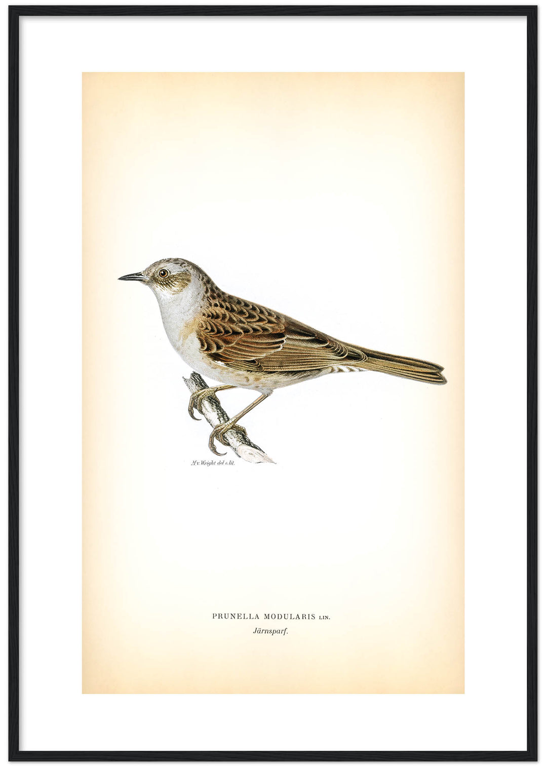 Fågeln Järnsparf på klassisk vintage poster/affisch