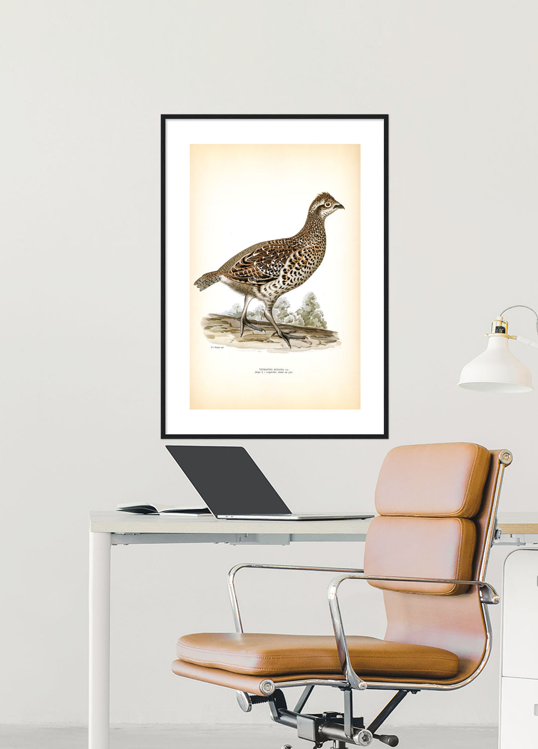 Fågeln Järpe, ung på klassisk vintage poster/affisch