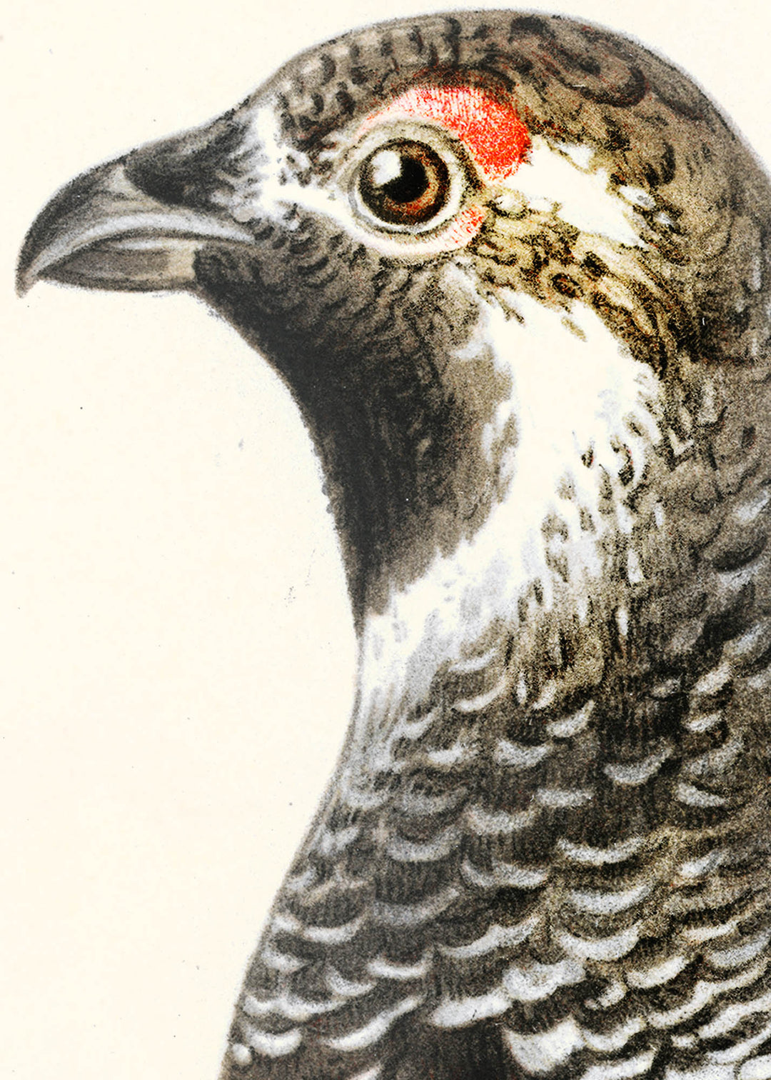 Fågeln Järporre på klassisk vintage poster/affisch
