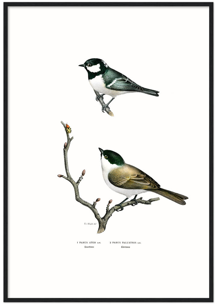 Fågeln Kärrmes och svartmes på klassisk vintage poster/affisch