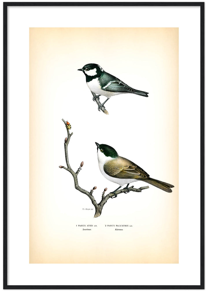 Fågeln Kärrmes och svartmes på klassisk vintage poster/affisch