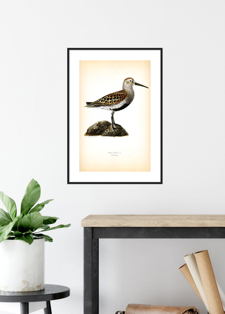 Fågeln Kärrsnäppa på klassisk vintage poster/affisch