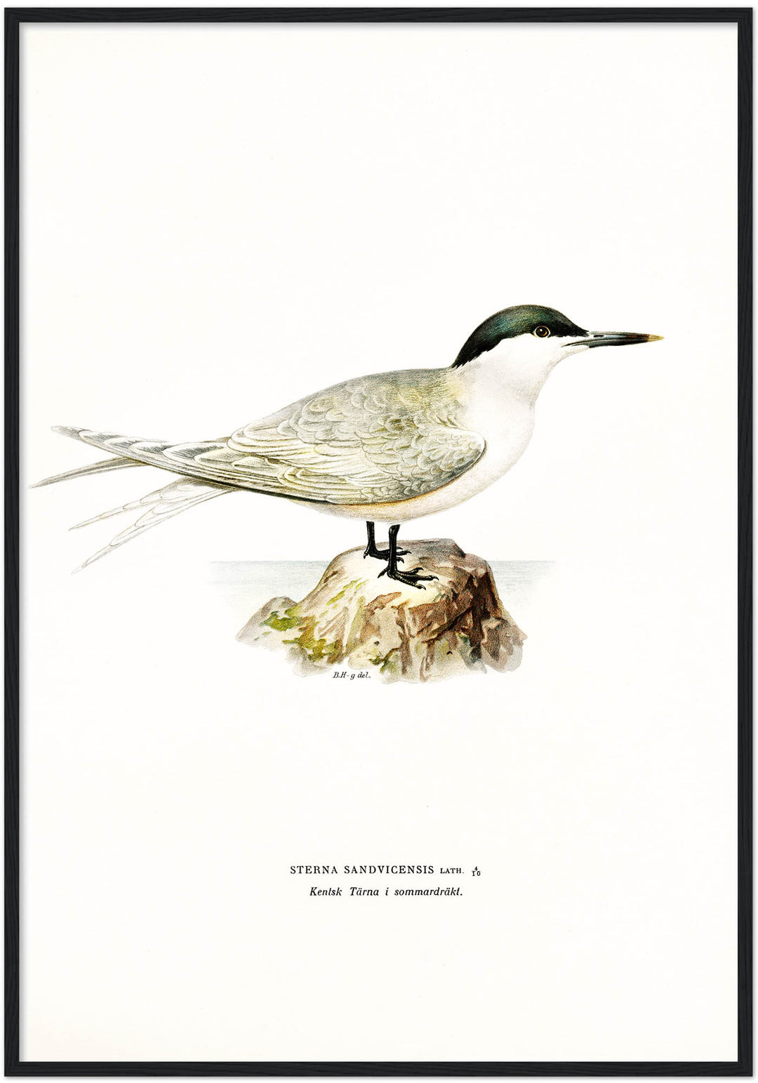 Fågeln Kentsk tärna på klassisk vintage poster/affisch