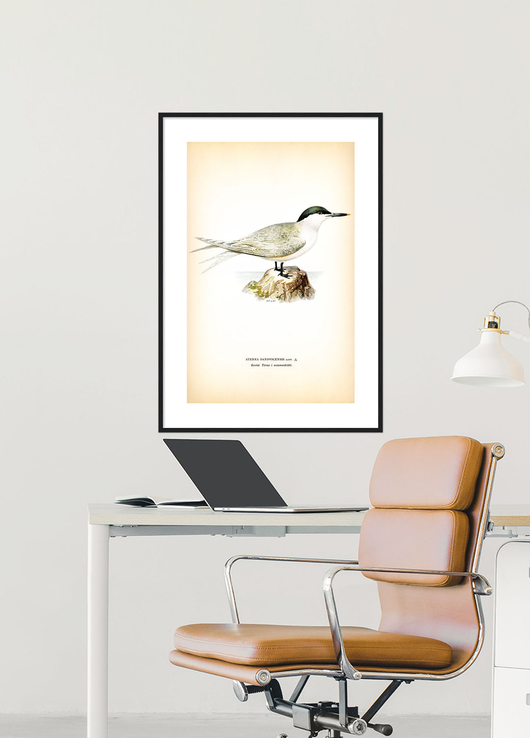 Fågeln Kentsk tärna på klassisk vintage poster/affisch