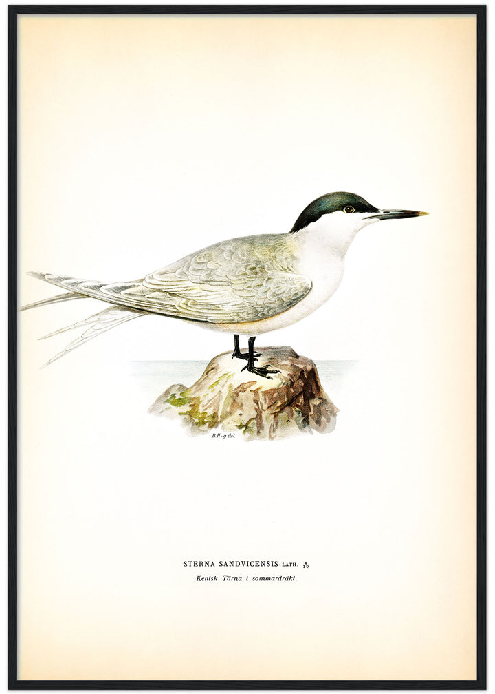 Fågeln Kentsk tärna på klassisk vintage poster/affisch