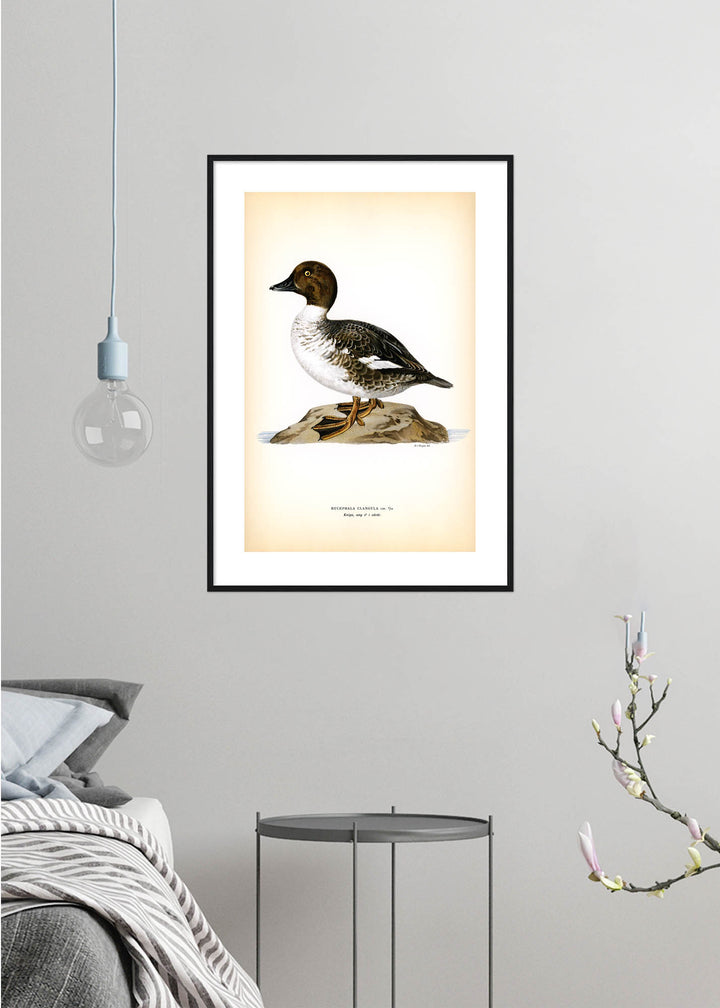 Fågeln Knipa, hane ung vårdräkt på klassisk vintage poster/affisch