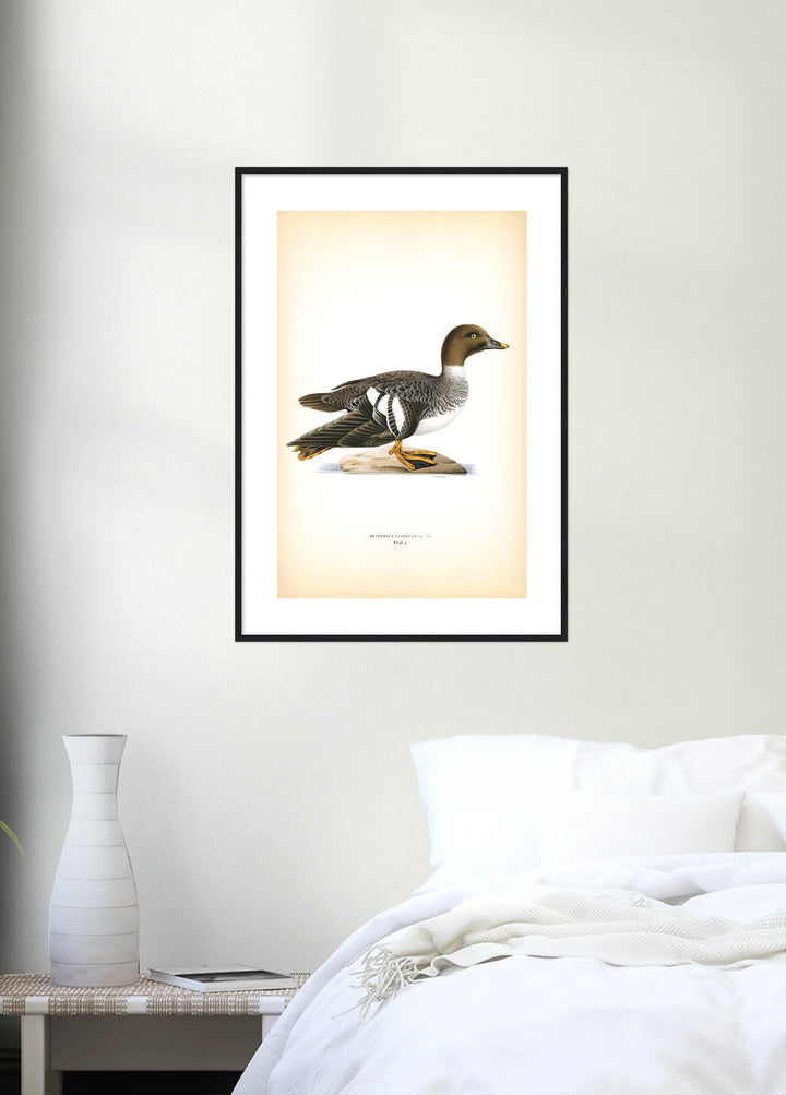 Fågeln Knipa på klassisk vintage poster/affisch