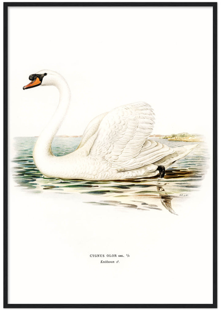Fågeln Knölsvan på klassisk vintage poster/affisch