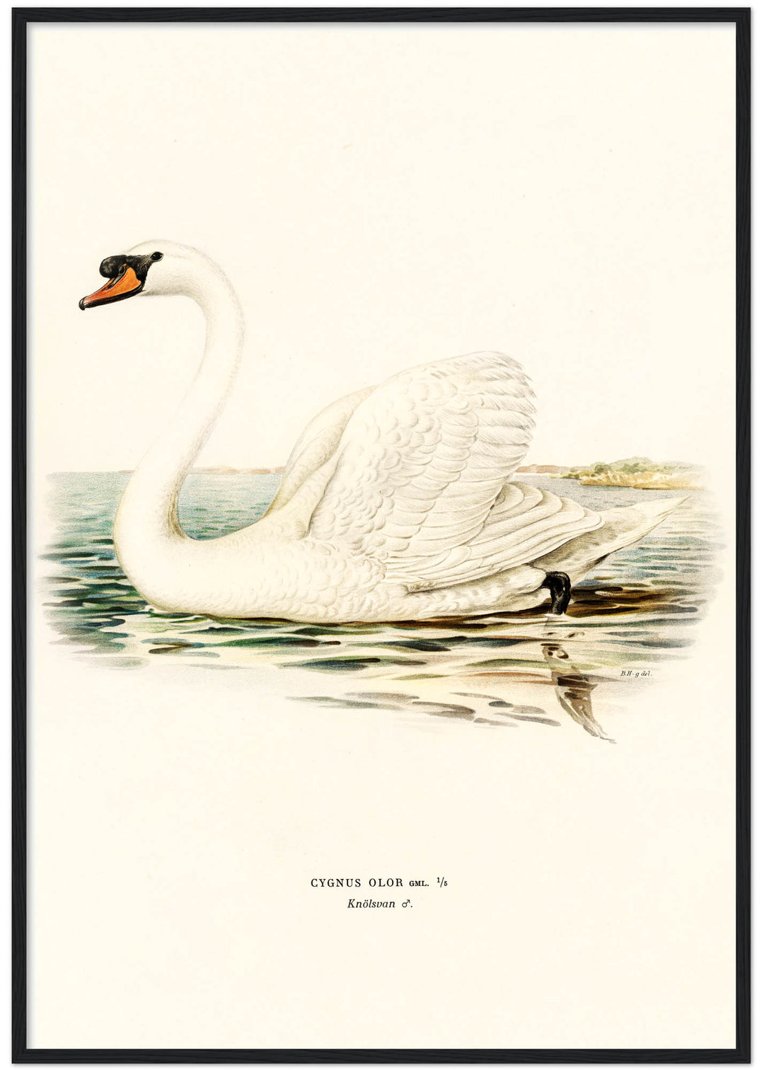 Fågeln Knölsvan på klassisk vintage poster/affisch