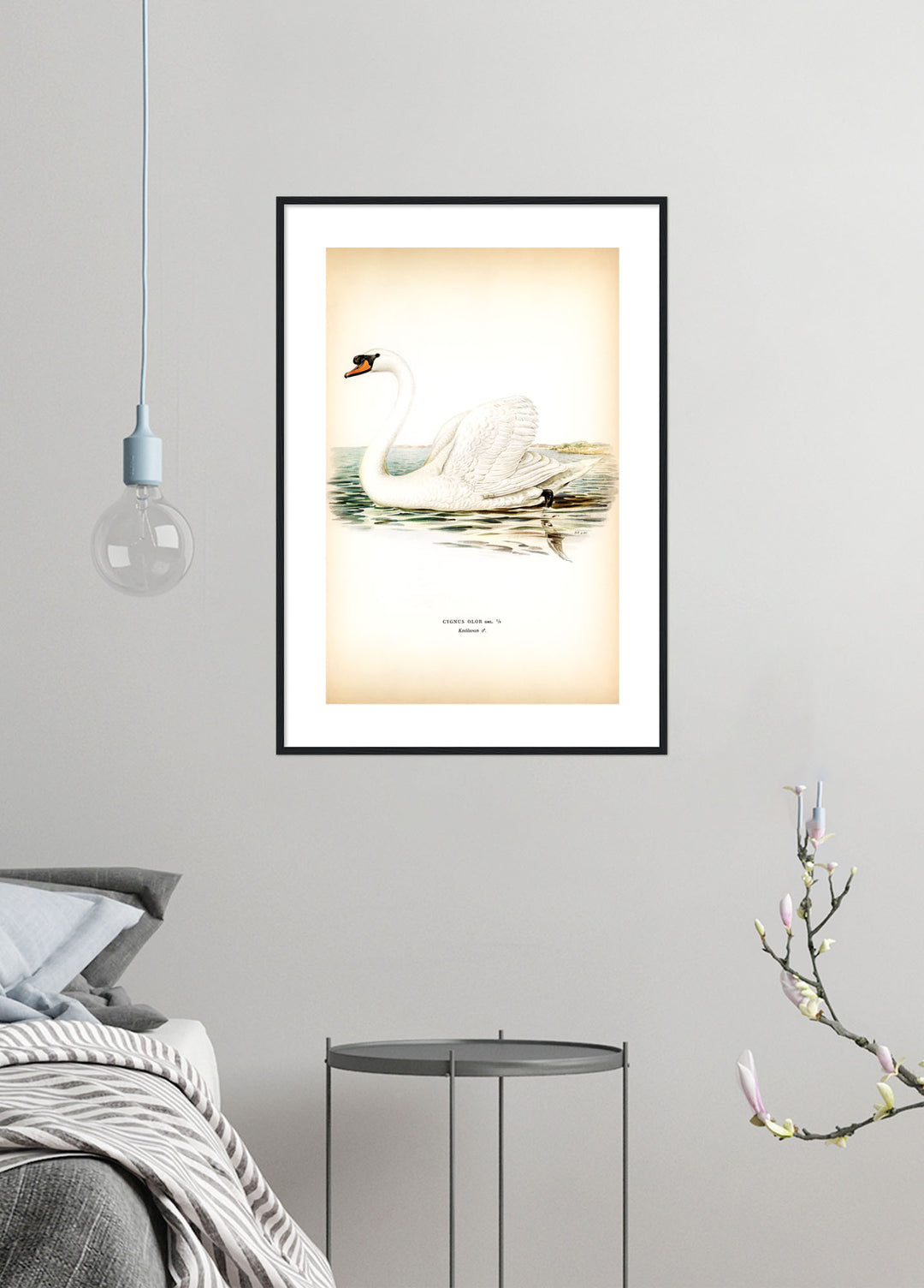 Fågeln Knölsvan på klassisk vintage poster/affisch