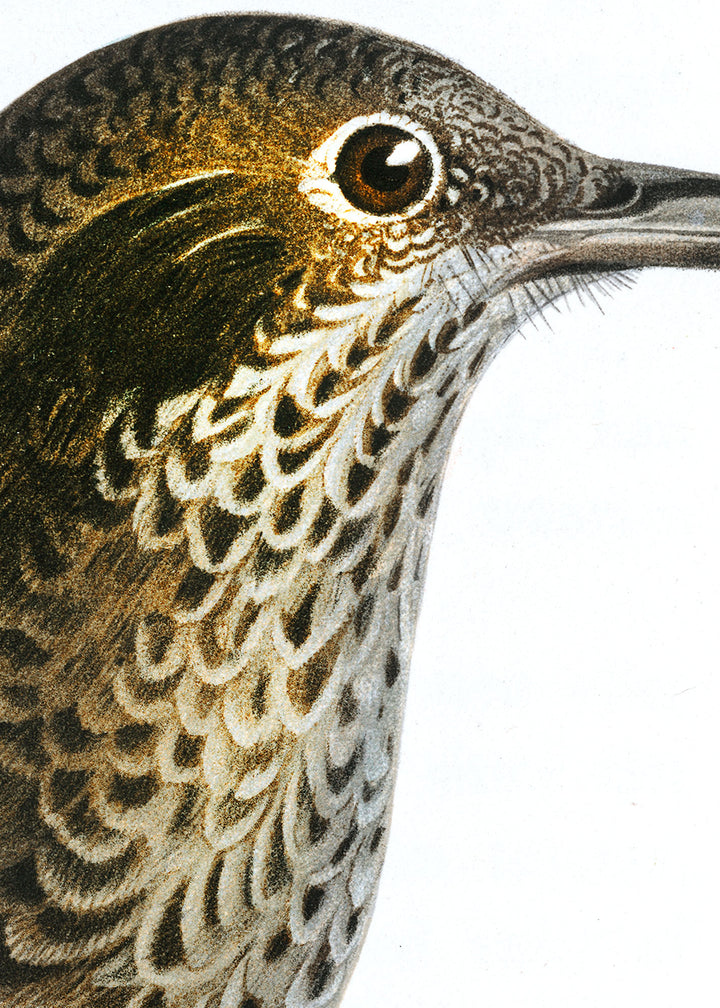 Fågeln Koltrast på klassisk vintage poster/affisch