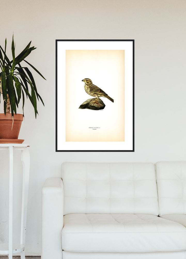 Fågeln Kornsparf på klassisk vintage poster/affisch