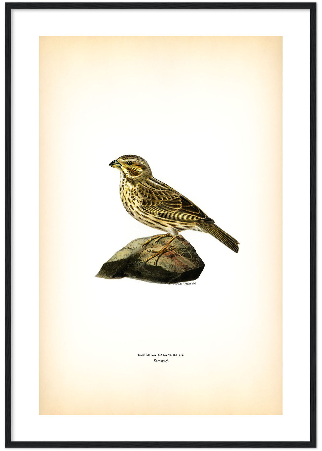 Fågeln Kornsparf på klassisk vintage poster/affisch