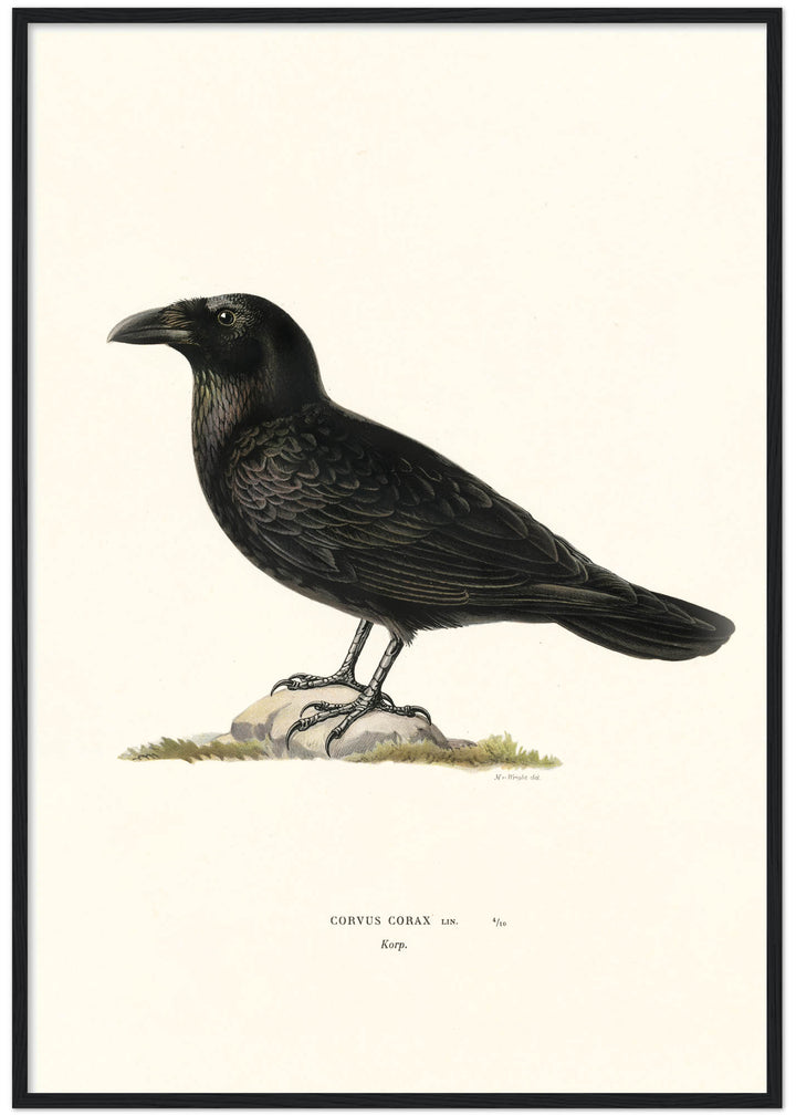 Fågeln Korp på klassisk vintage poster/affisch