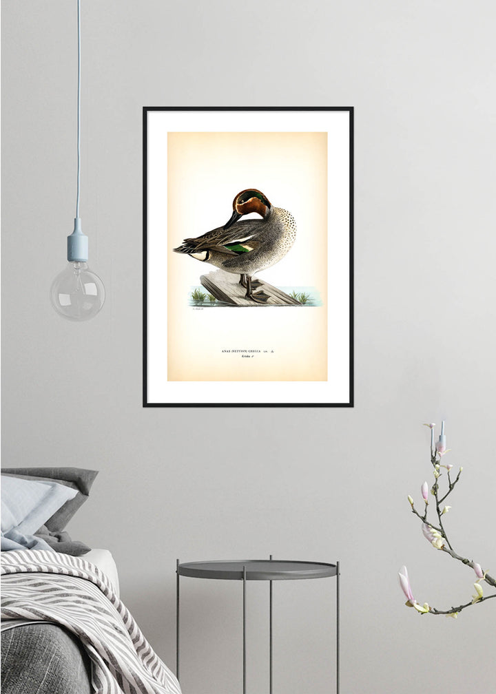 Fågeln Kricka, hona på klassisk vintage poster/affisch