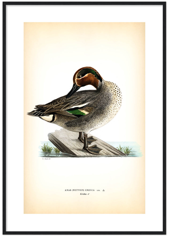 Fågeln Kricka, hona på klassisk vintage poster/affisch