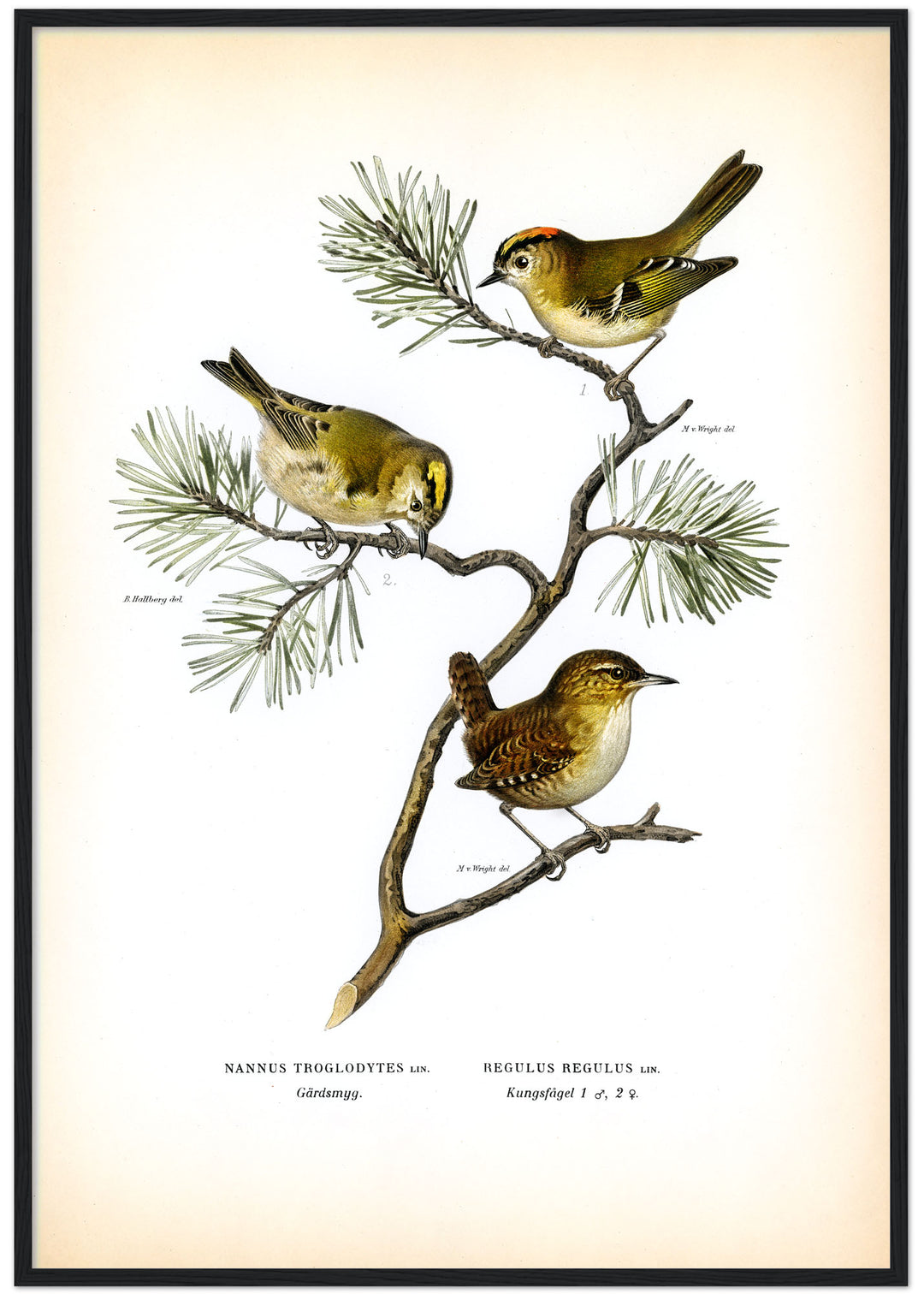 Fåglarna Kungsfågel och Gärdsmyg på klassisk vintage poster/affisch