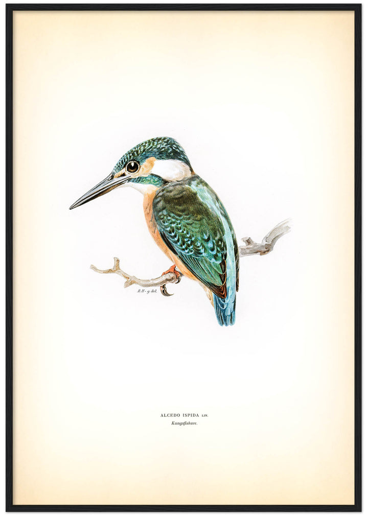Fågeln Kungsfiskare på klassisk vintage poster/affisch