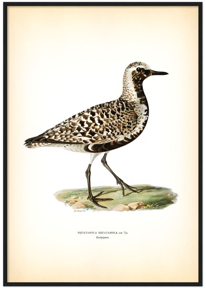 Fågeln Kustpipare på klassisk vintage poster/affisch