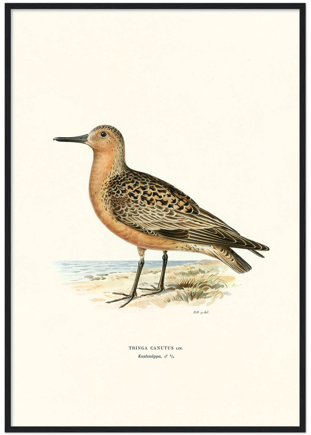 Fågeln Kustsnäppa på klassisk vintage poster/affisch
