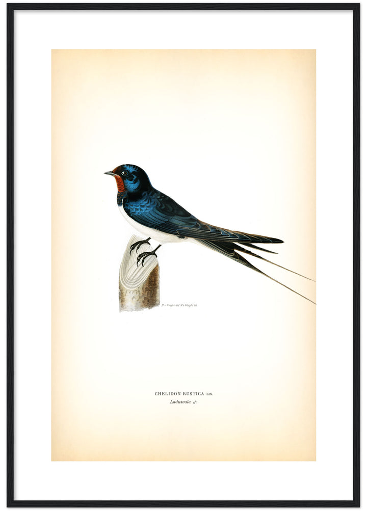Fågeln Ladusvala på klassisk vintage poster/affisch