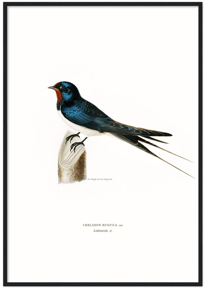 Fågeln Ladusvala på klassisk vintage poster/affisch