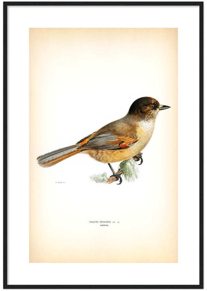 Fågeln Lafskrika på klassisk vintage poster/affisch