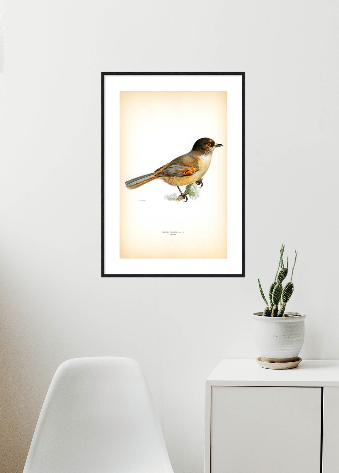 Fågeln Lafskrika på klassisk vintage poster/affisch