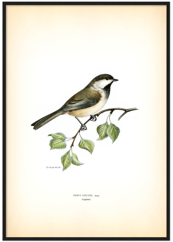 Fågeln Lappmes på klassisk vintage poster/affisch