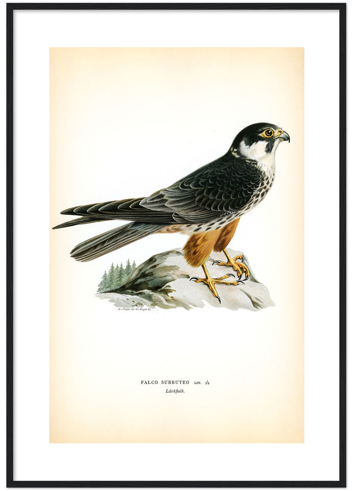 Fågeln Lärkfalk på klassisk vintage poster/affisch