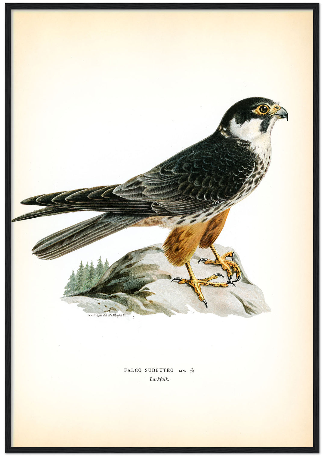 Fågeln Lärkfalk på klassisk vintage poster/affisch