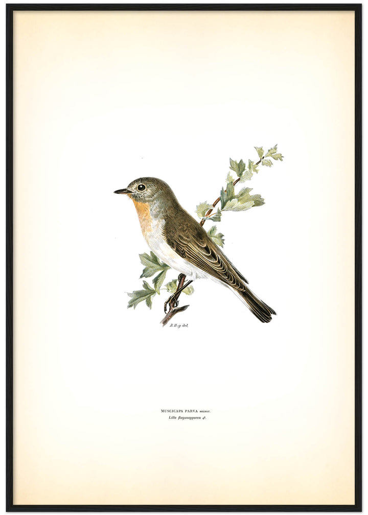 Fågeln Lilla flugsnapparen på klassisk vintage poster/affisch
