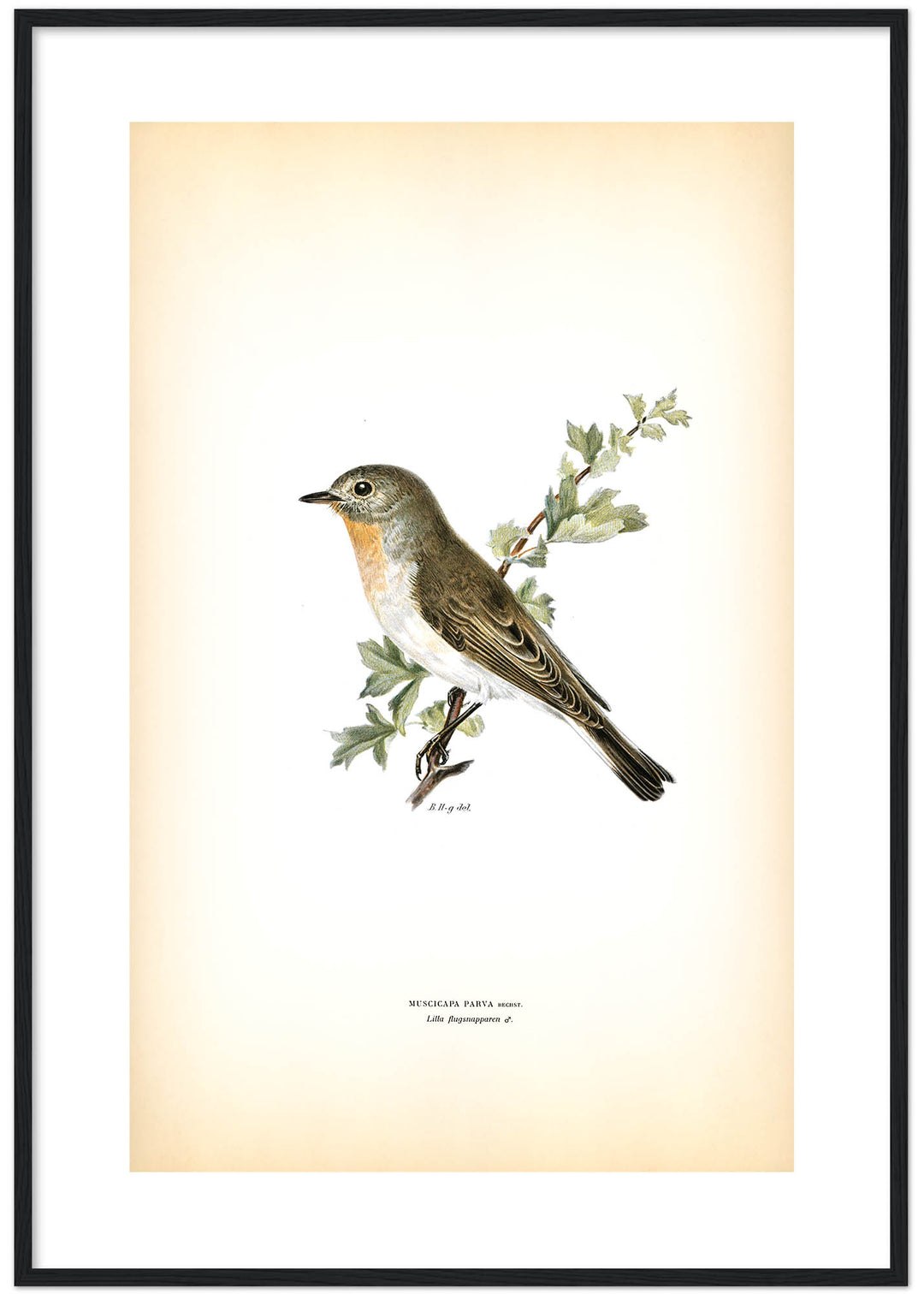 Fågeln Lilla flugsnapparen på klassisk vintage poster/affisch